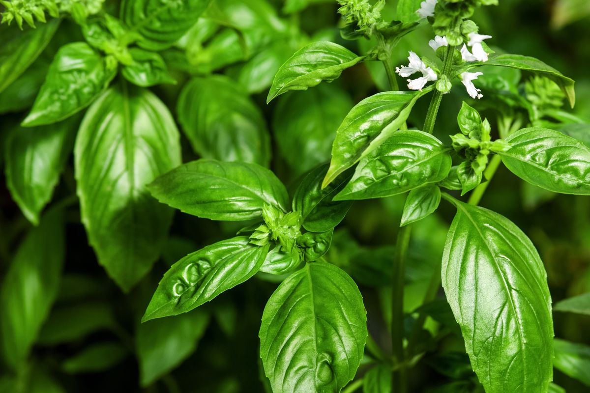 Sweet,Basil,Green,Plants,With,Flowers,Growing