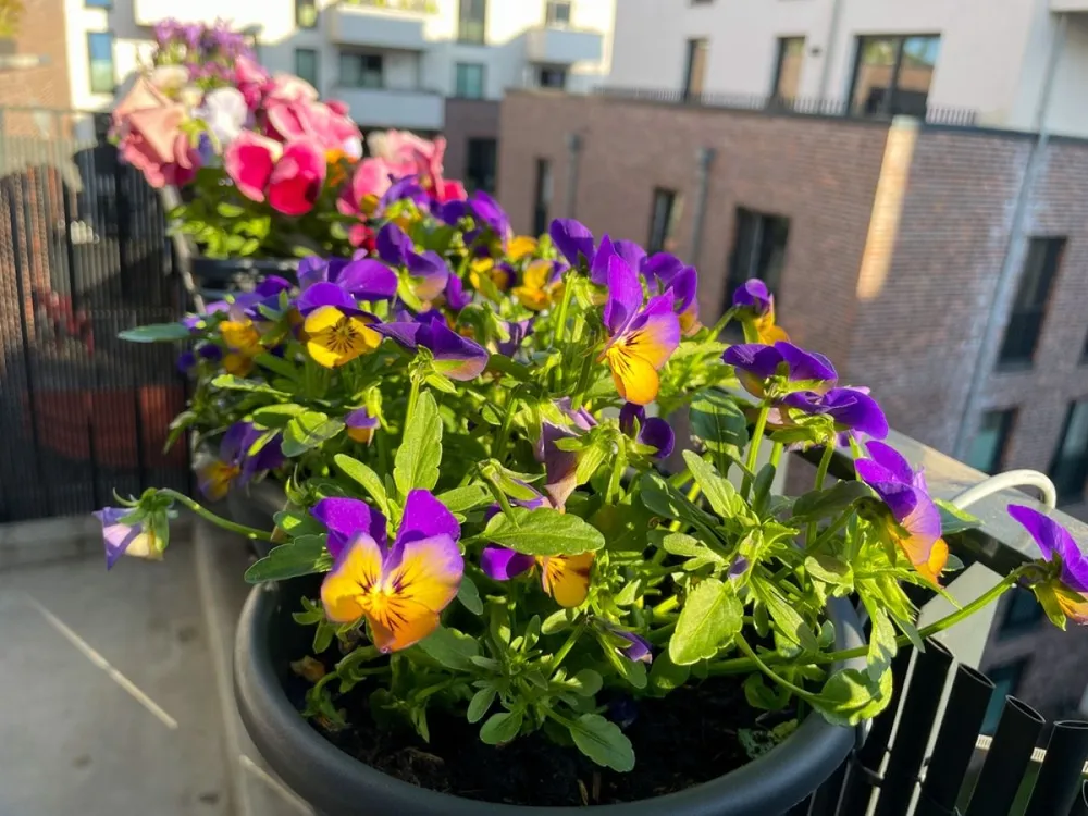 Beautiful,Urban,Garden,With,Colourful,Blooming,Viola,Cornuta,Pansies,Flowers