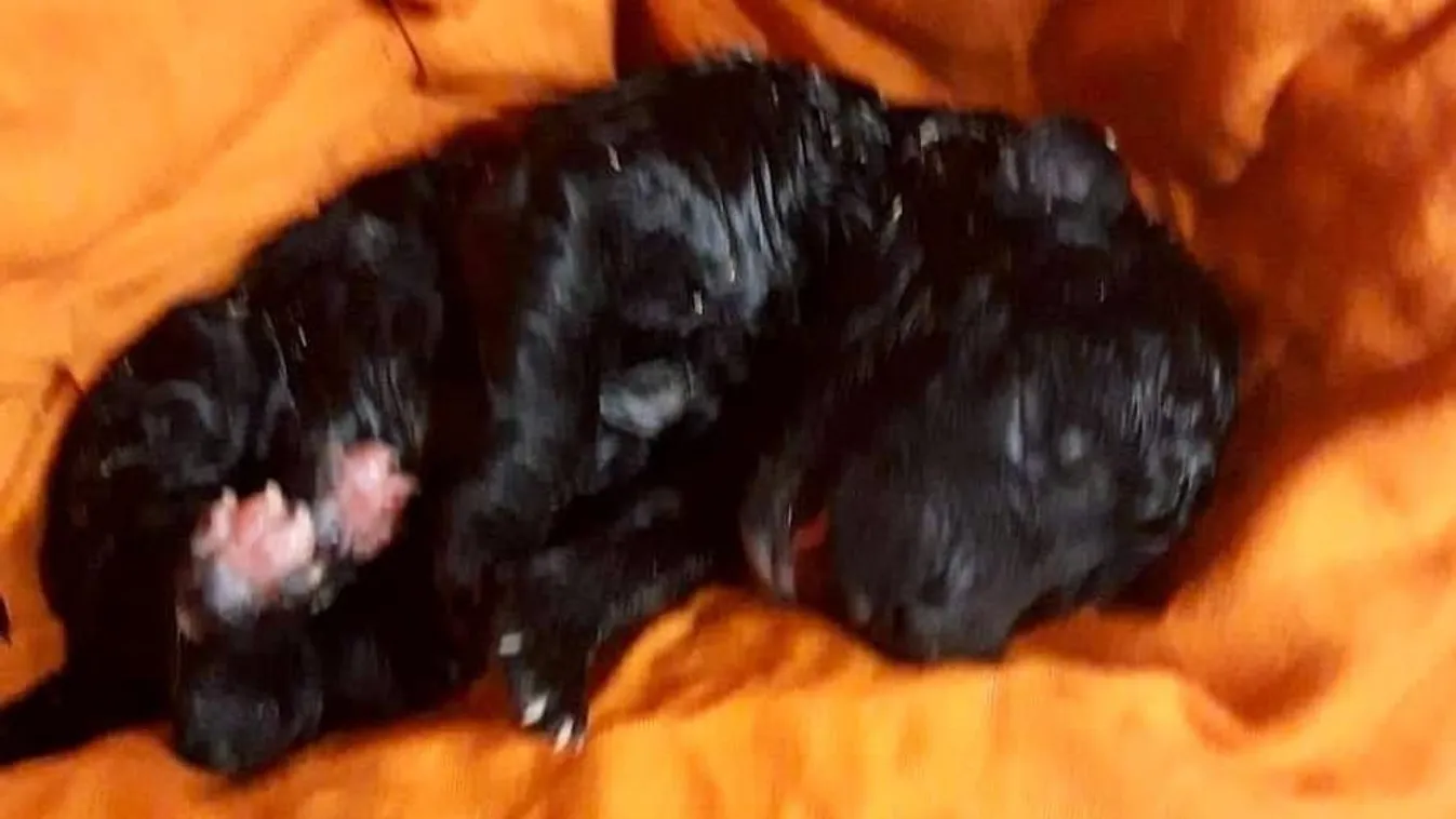 12 kiskutyát dobtak az árokpartra, kettő nem élte túl