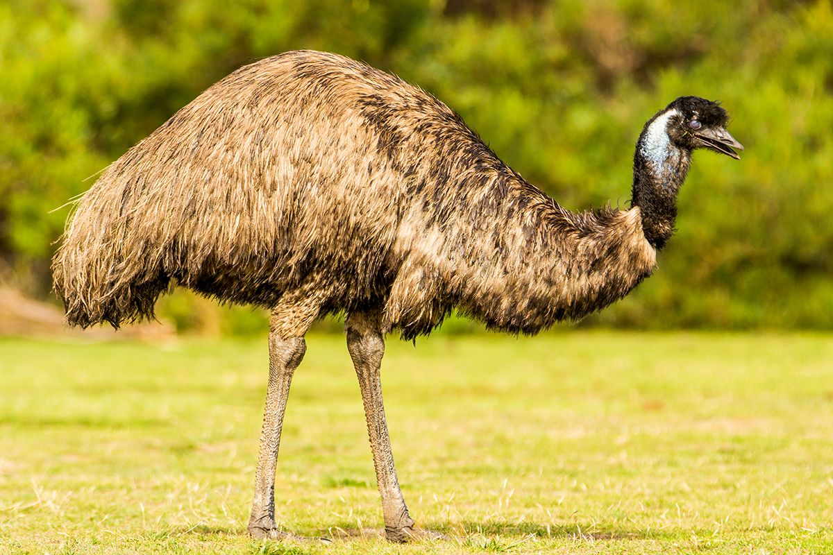 Wilsons,Promontory,National,Park,,Australia,,Victoria-,March,2016:,Emu,(dromaius