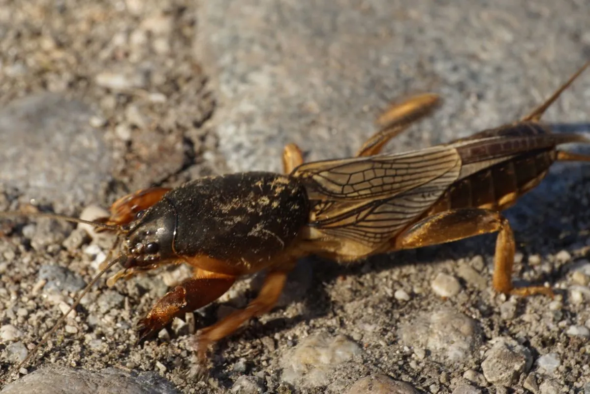 Close-up,Of,Caucasian,Brown,Gryllotalpa,Gryllotalpa,Crawling,On,The,Ground