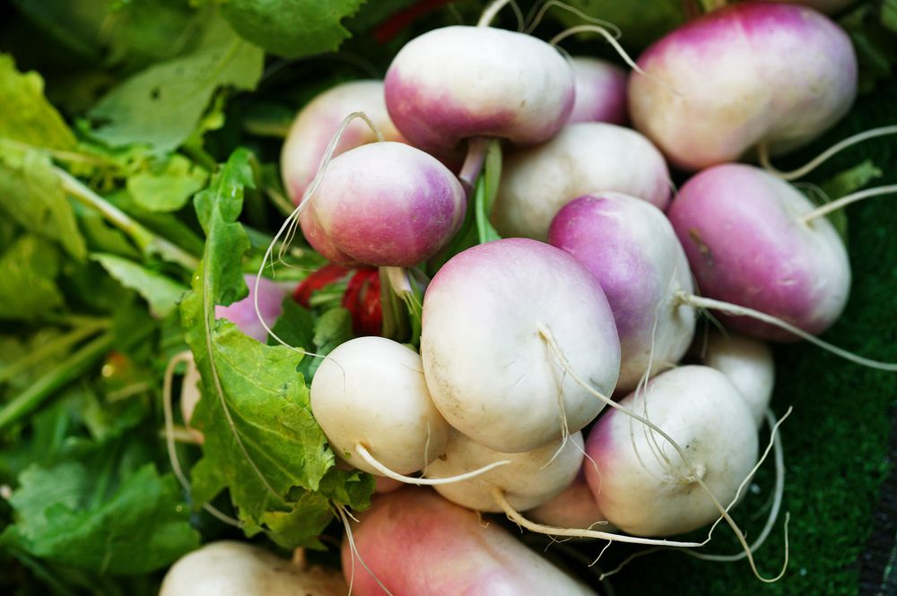 Turnips,,Brassica,Rapa,Ingredient,Restaurant