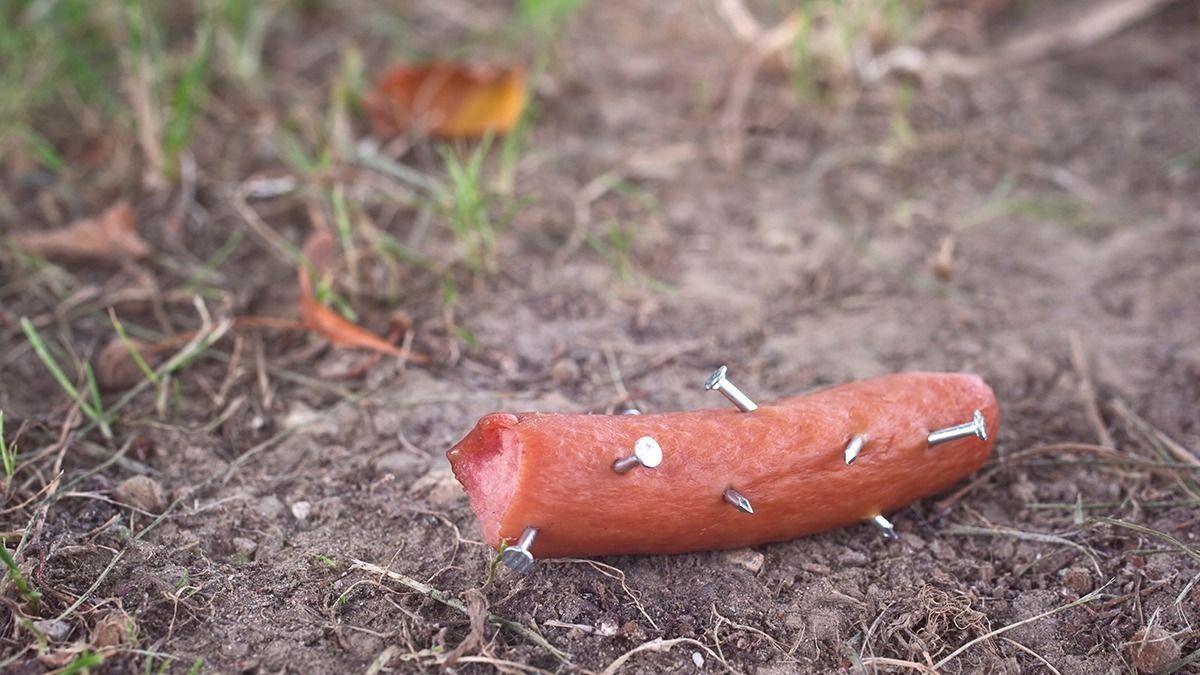 Újabb kihelyezett csalétekkel mérgezik a kutyákat a fővárosban