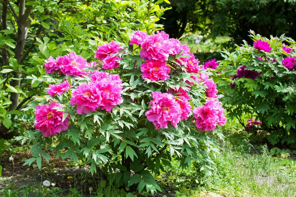 Blooming,Peony,Bush