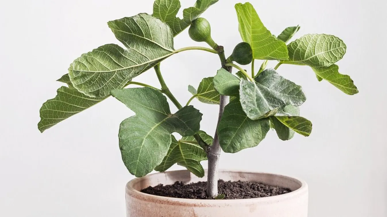 Itt az idő, most kell szaporítani a fügét