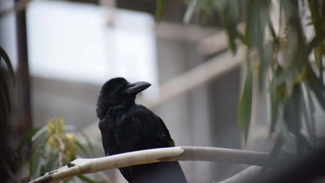 Játszótér mellett csaptak le a varjak