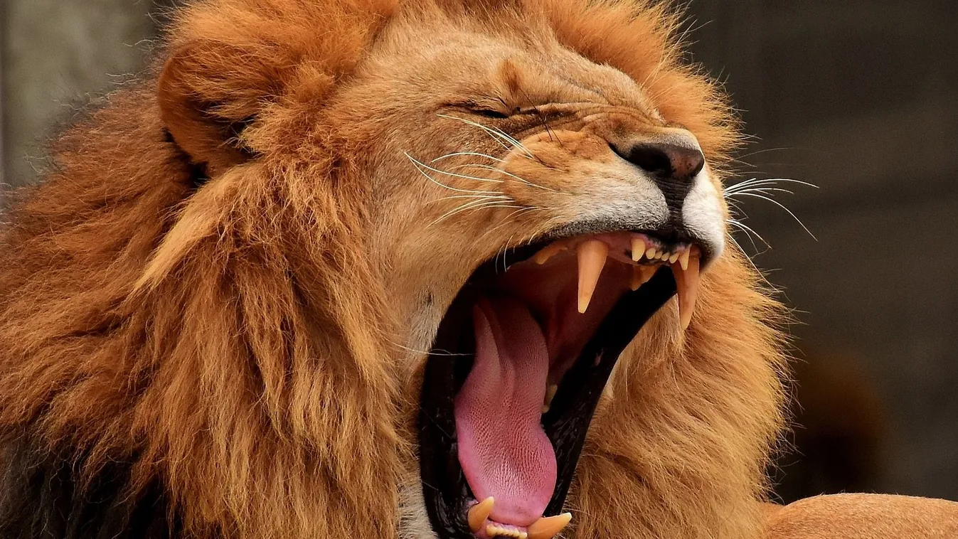 Rémálom: oroszlánja végzett a zsolnai állatkert tulajával