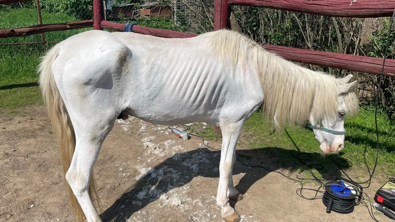 Nyugdíjas őszapó lett Palika, már csak áztatott élelmet kap