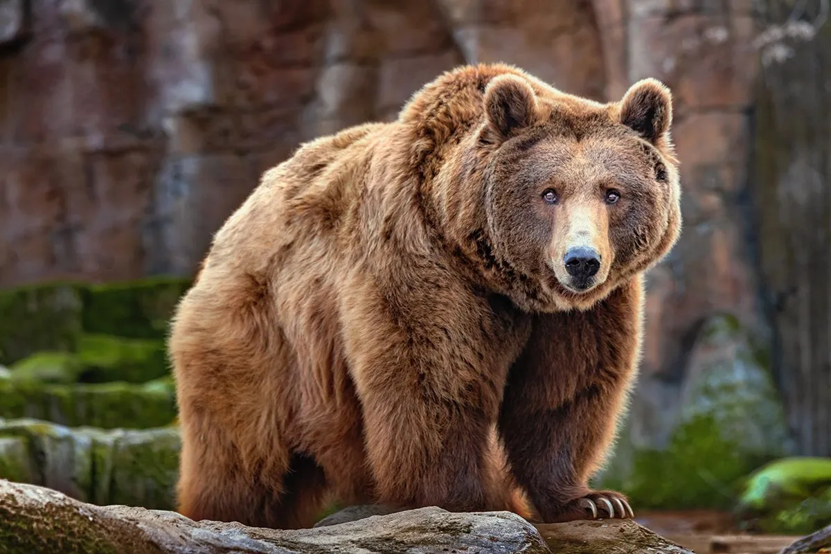 Picture,Of,A,Big,Brown,Bear