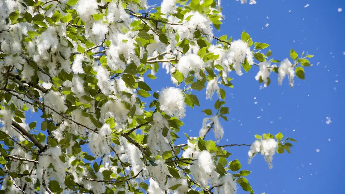 Elindult a tavaszi havazás: okoz-e allergiát a nyárfaszösz?