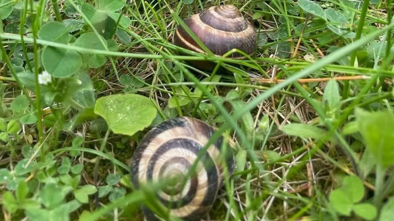 Nem csak a meztelen csiga veszélyes a kertben