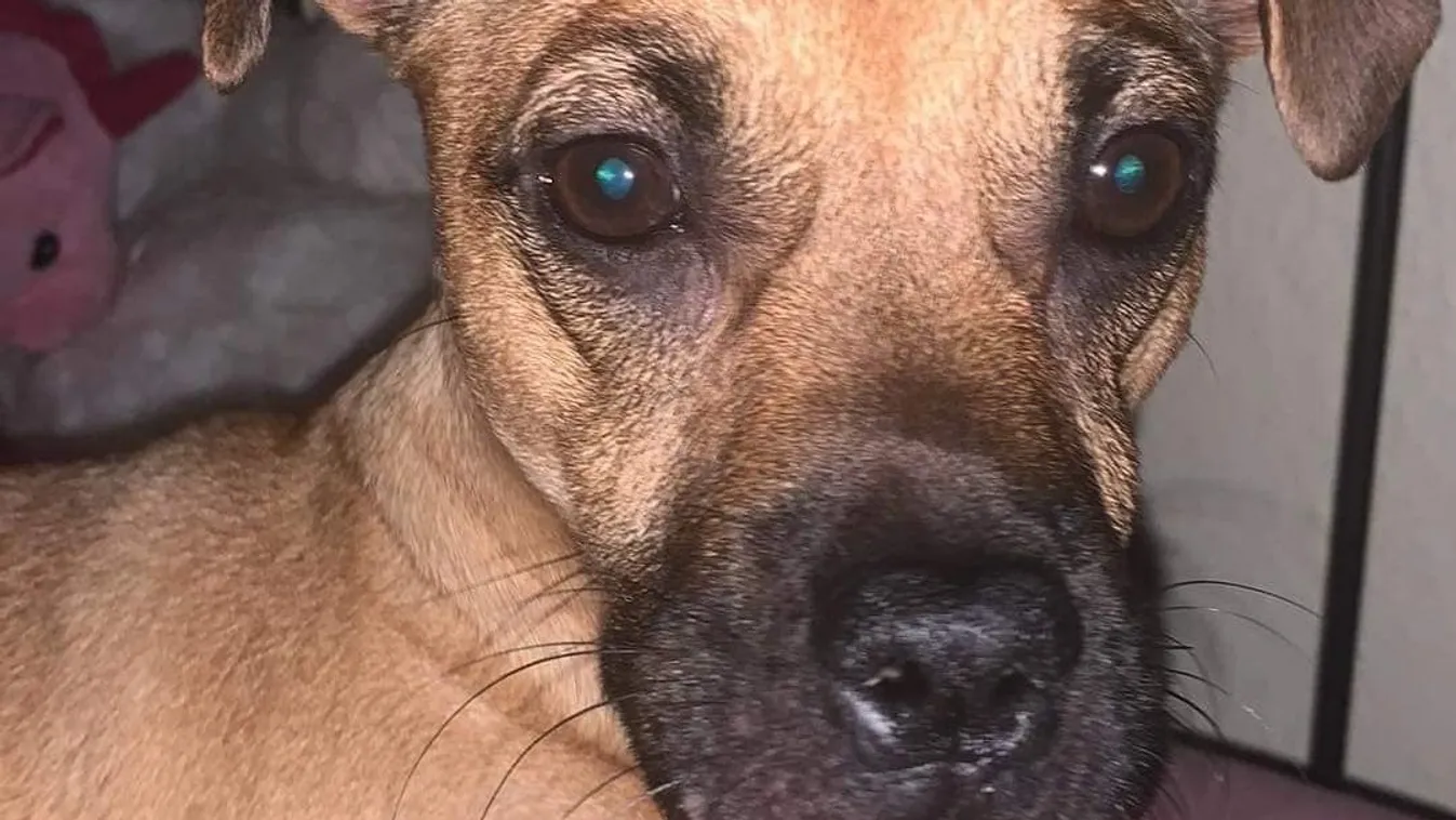 Lakásból lopták ki Újpesten Lufit, a kiskutyát