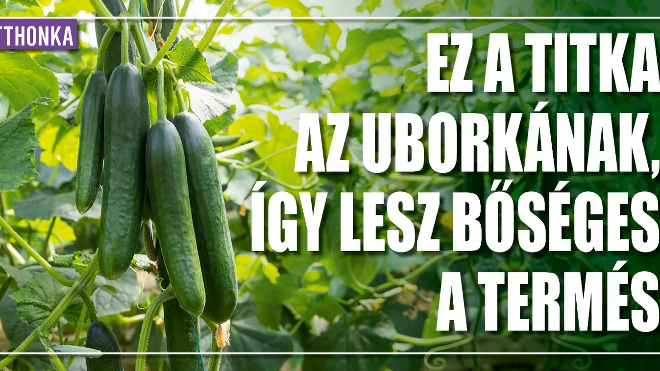 Ez a titka az uborkának, így lesz bőséges a termés