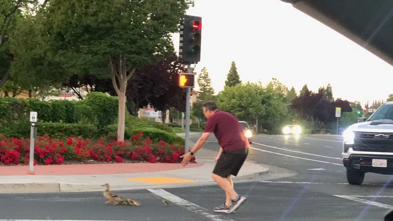 Kacsacsaládon segítő apát ütött el a fiatal sofőr