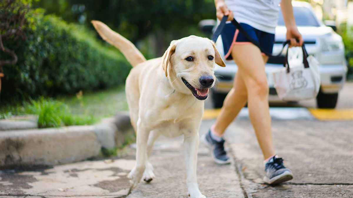 Yellow,Labrador,Retriever,Dog,Walking,Besides,Owner,Outdoor,On,Pavement