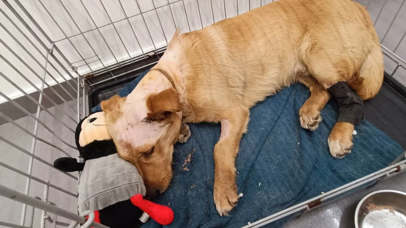 Összeverték, meglőtték, felakasztották, de Miló nem adja fel