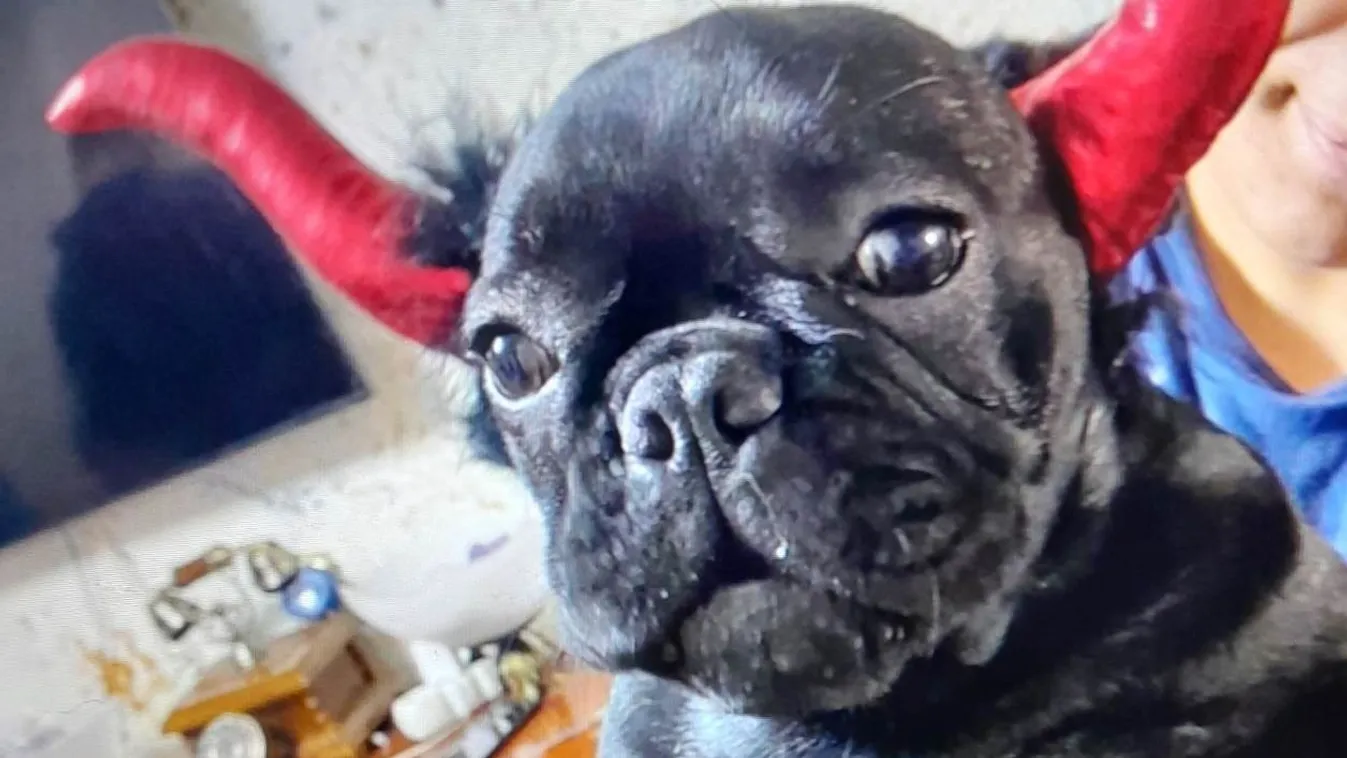 Sírva várják haza a gyerekek Kincsem névre hallgató kutyust