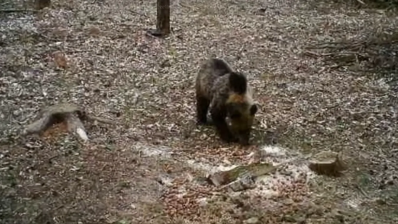 Ismét medvét láttak Magyarországon - videó