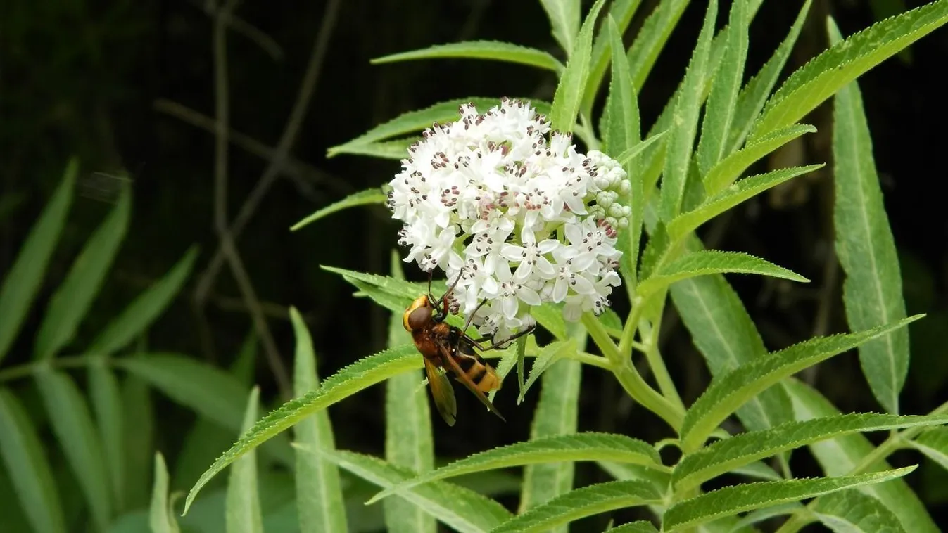 Ezzel a bodzával jobb, ha vigyázol