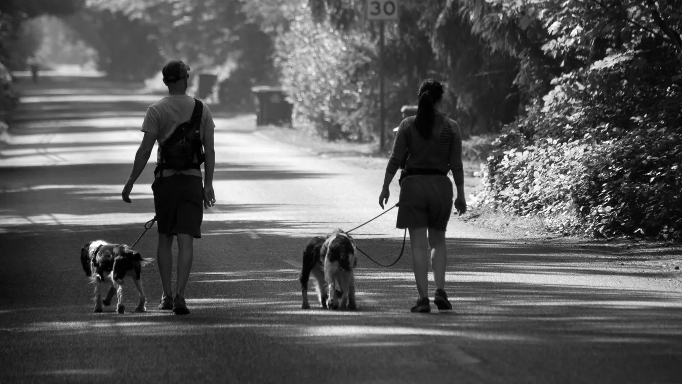 Arcon harapta a kutya a gyereket - keresik a gazdit!