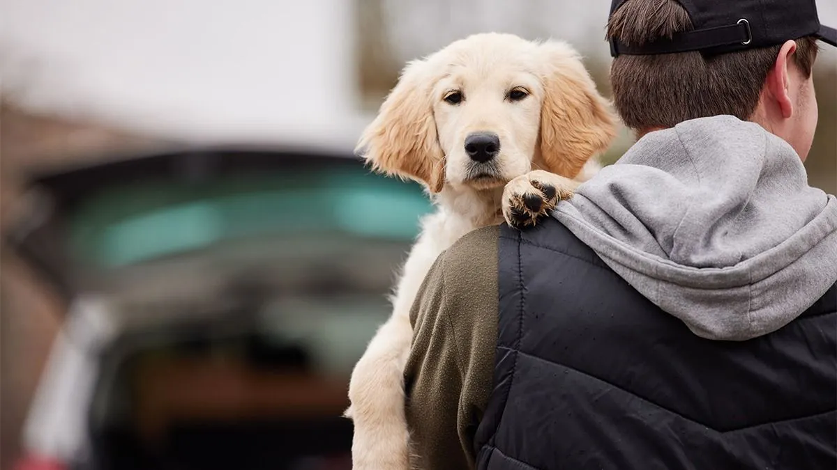 Male,Criminal,Stealing,Or,Dognapping,Puppy,During,Health,Lockdown