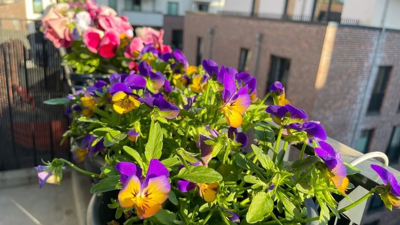 Árnyékos teraszon is lehet csodálatos virágpompa