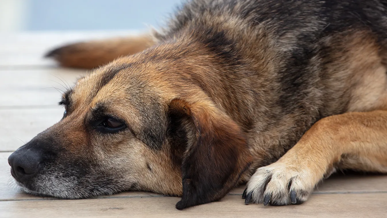 Migránsok verték meg az idős férfit és kutyáját
