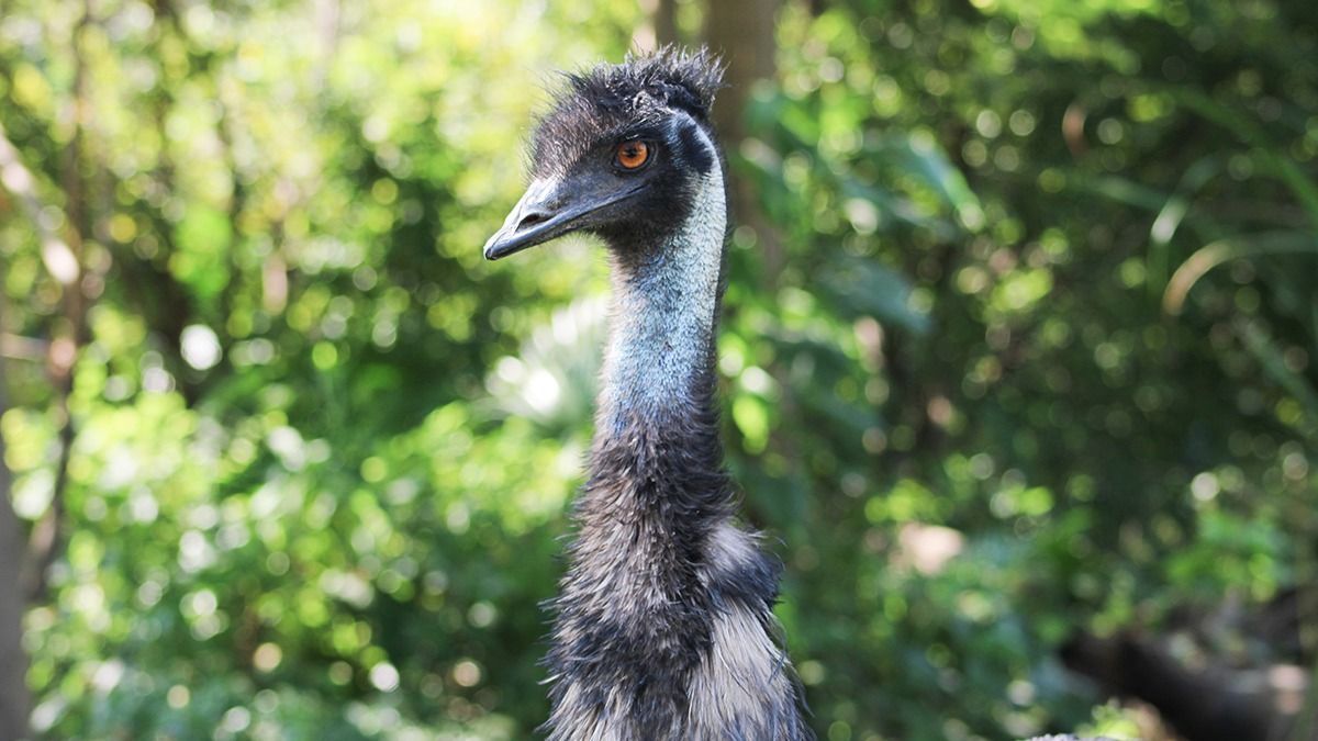 Ilyen létezik? Leesett két emu egy utánfutóról Fegyverneken