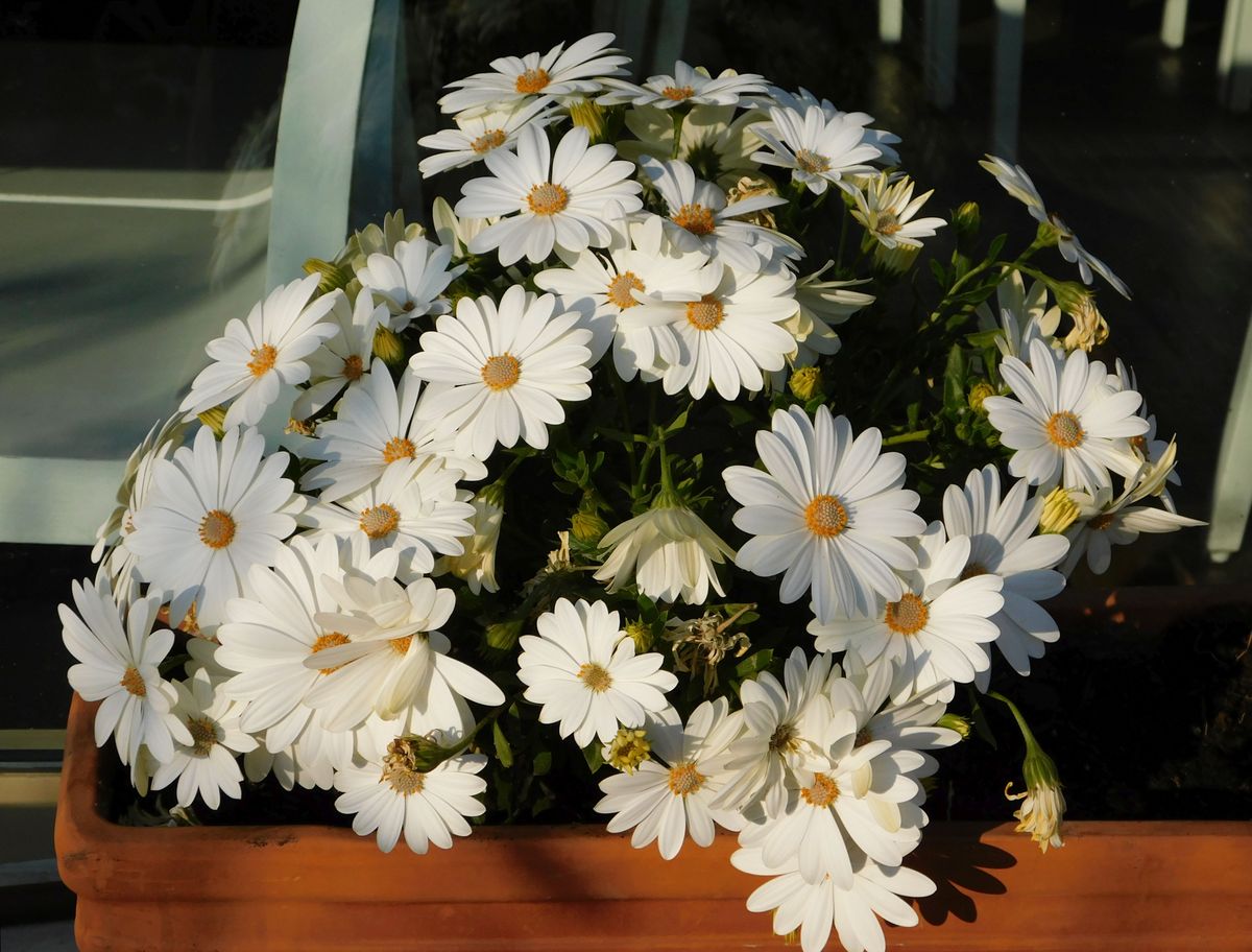 Marguerite,Daisy,,Or,Argyranthemum,Frutescens,,White,Flowers