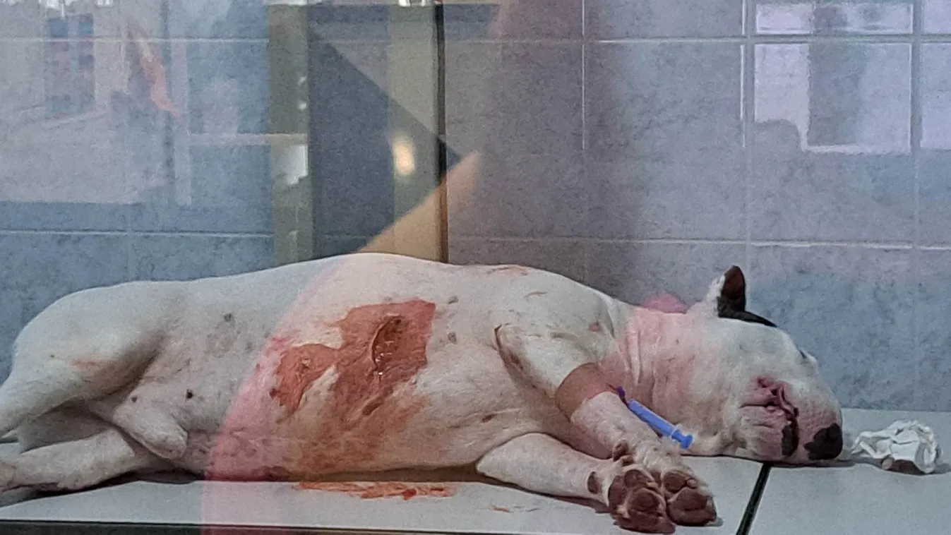 Vaddisznó öklelt fel egy kutyát