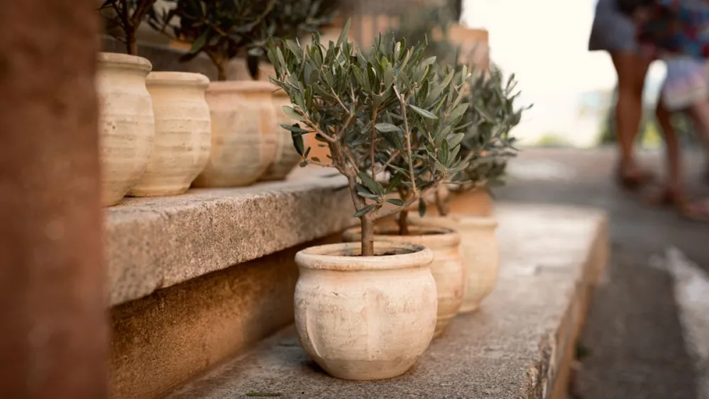 Olive,Trees,In,Clay,Pots
