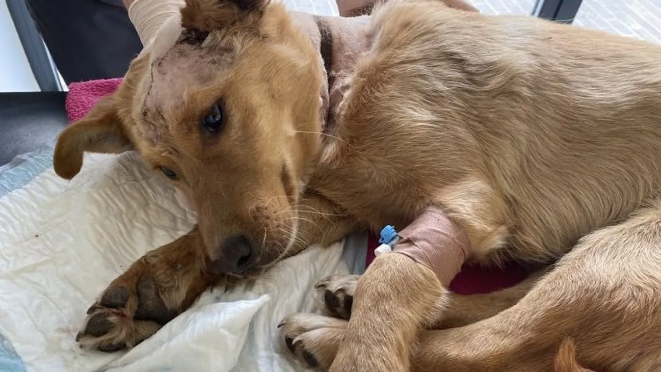 Lábra állt a felakasztott, megkínzott Miló - Videó