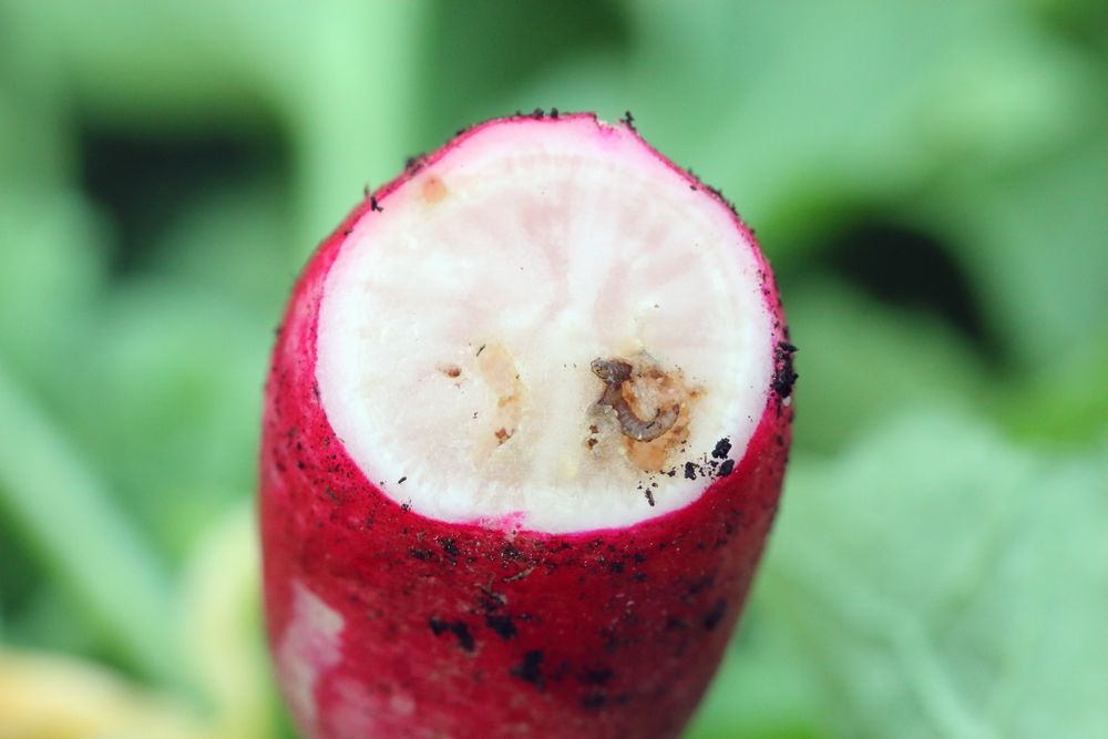 Radish,Damaged,By,Maggots,Of,Bibionidae,Called,March,Flies,And