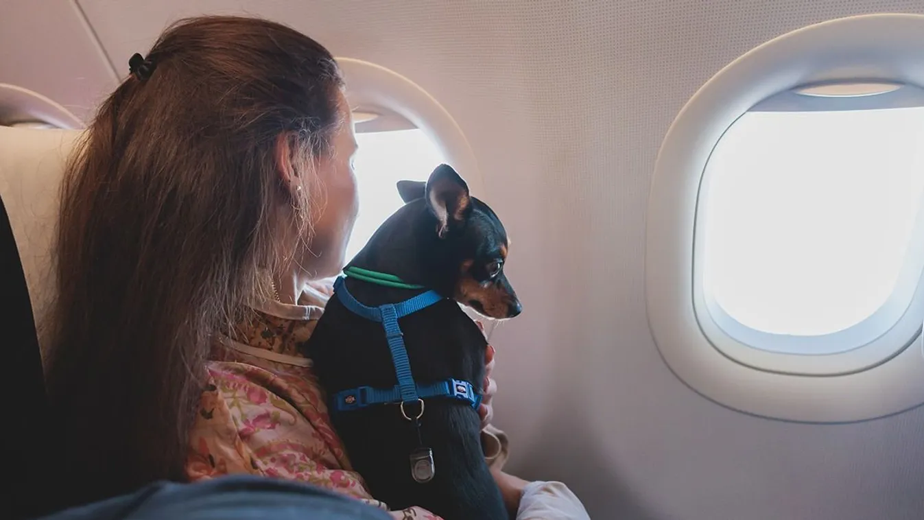 Végre! Elindult az első kutyabarát légitársaság