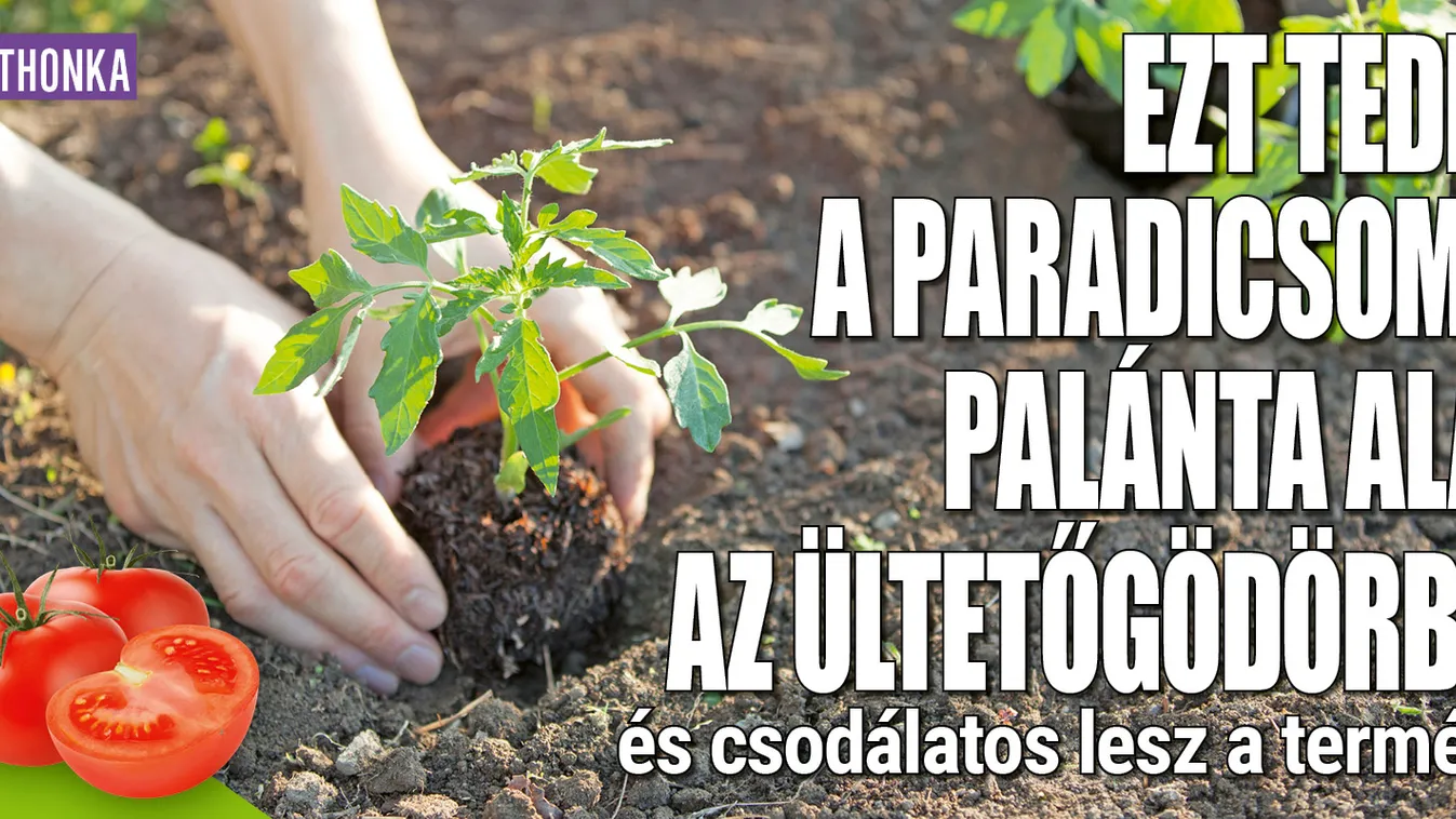 Ezt tedd a paradicsompalánta alá az ültetőgödörbe