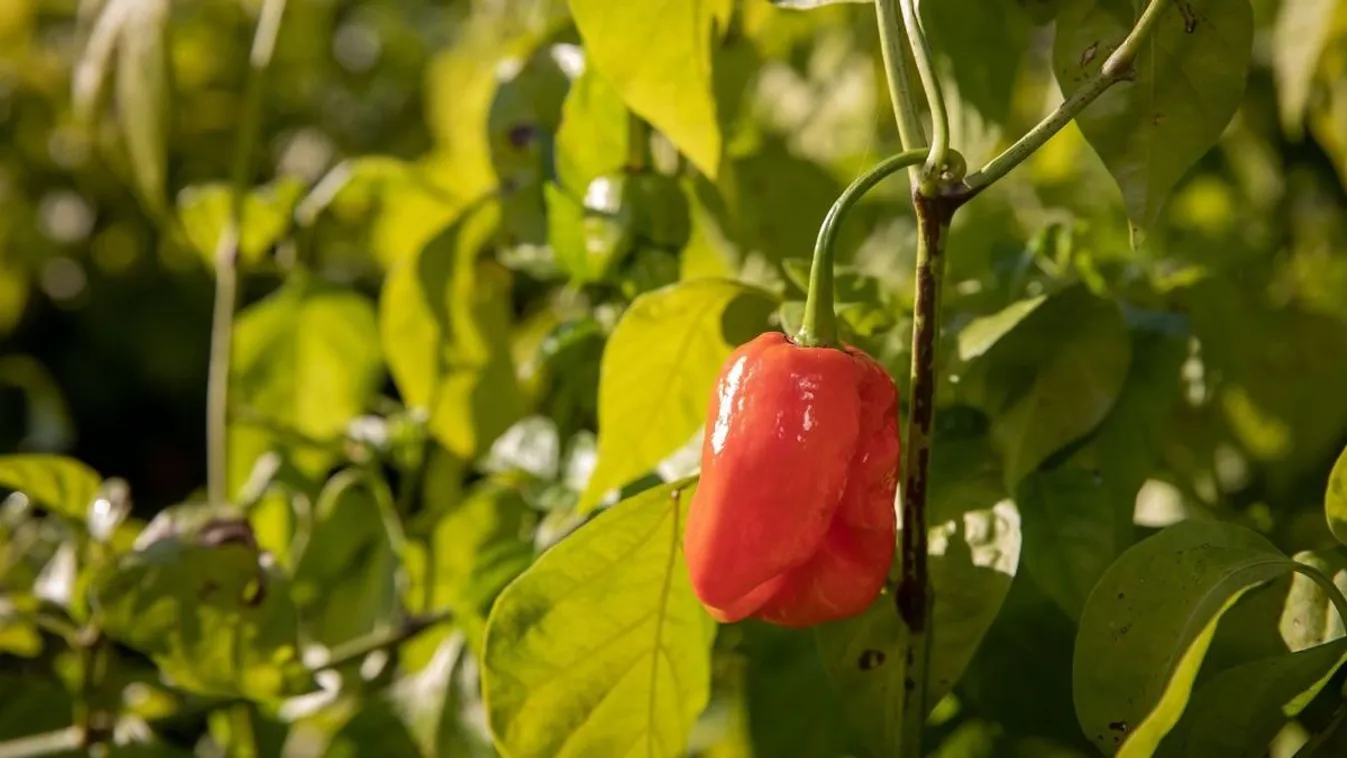 Erőspaprikával kísérletezett tyúkokon a magyar tiktoker