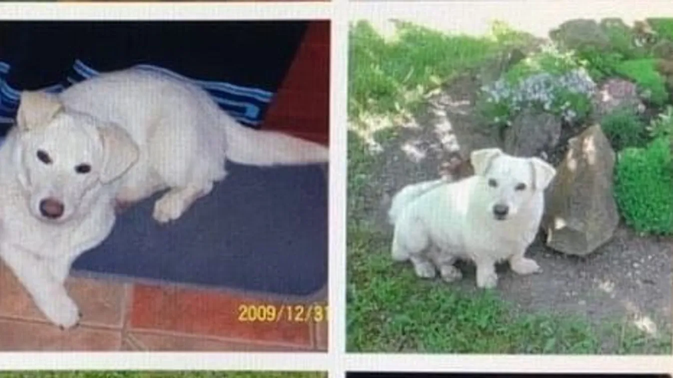 Elpusztult Hógolyó, akit Mangó doktornő mentett meg