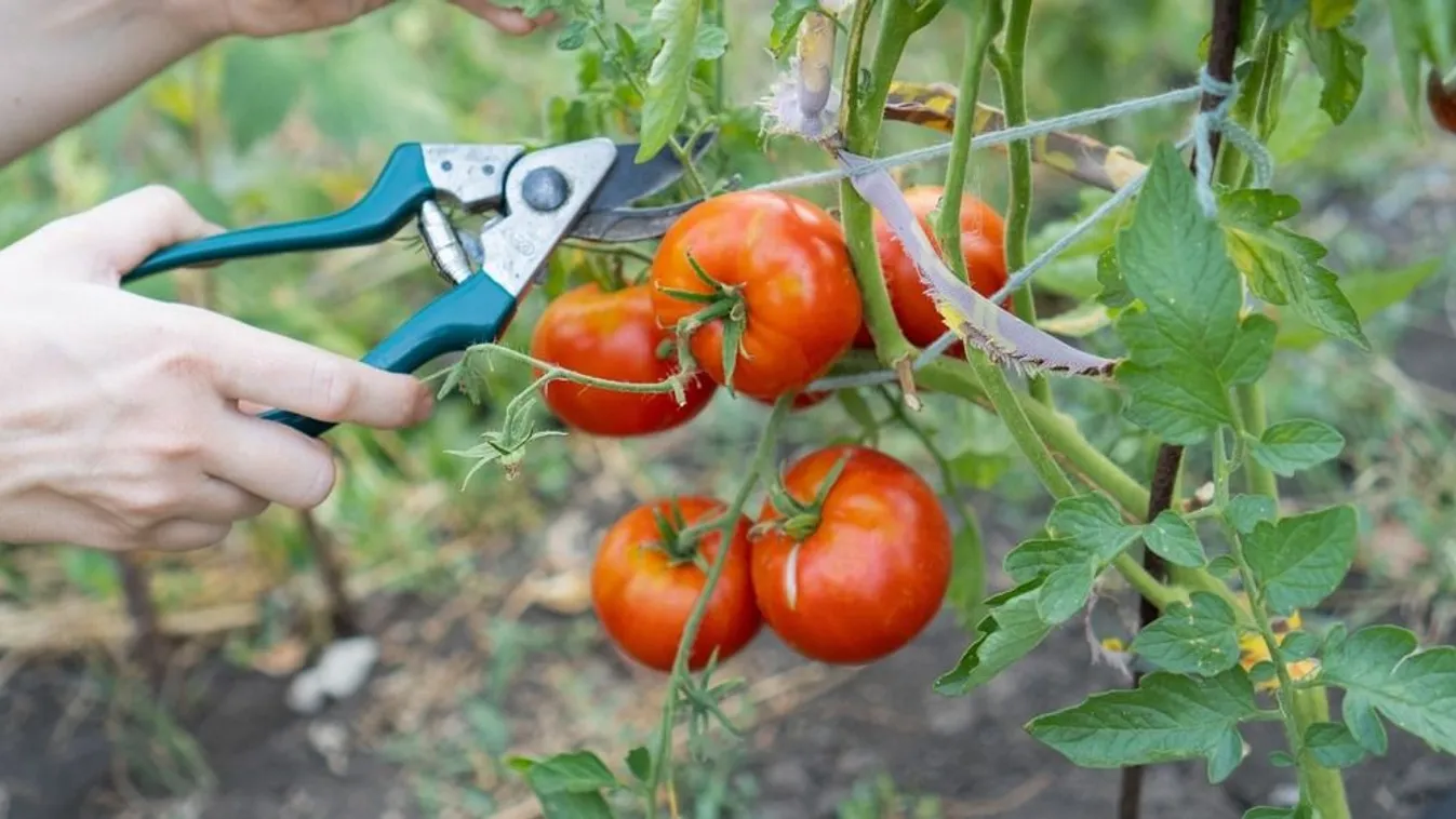 Duplázd meg ingyen a paradicsomtermést, zseniális ez a trükk