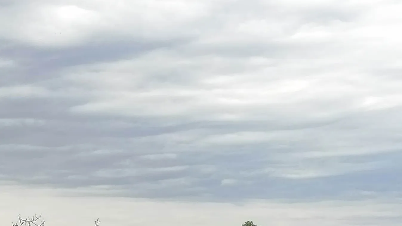 Fél Szeged napok óta három pávát kerget