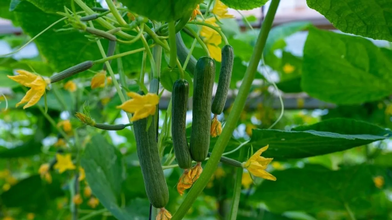 Ez a titka az uborkának, így lesz bőséges a termés