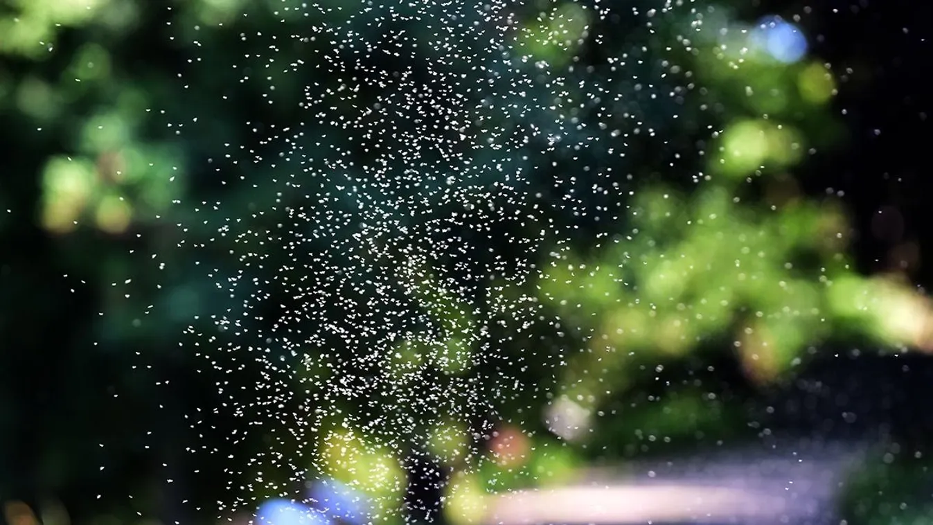 Szúnyoginvázió fenyegeti Magyarországot
