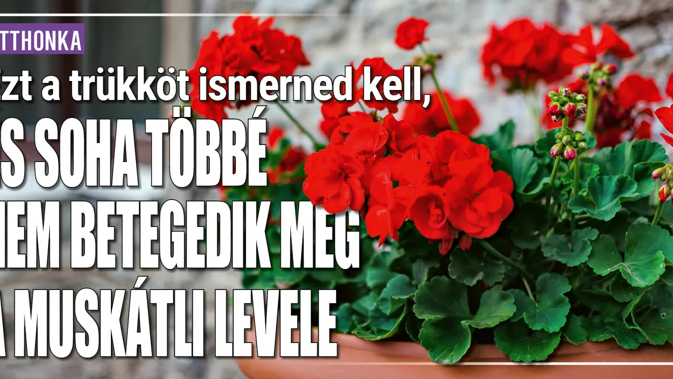 Ezzel a trükkel nem betegszik meg a muskátli levele