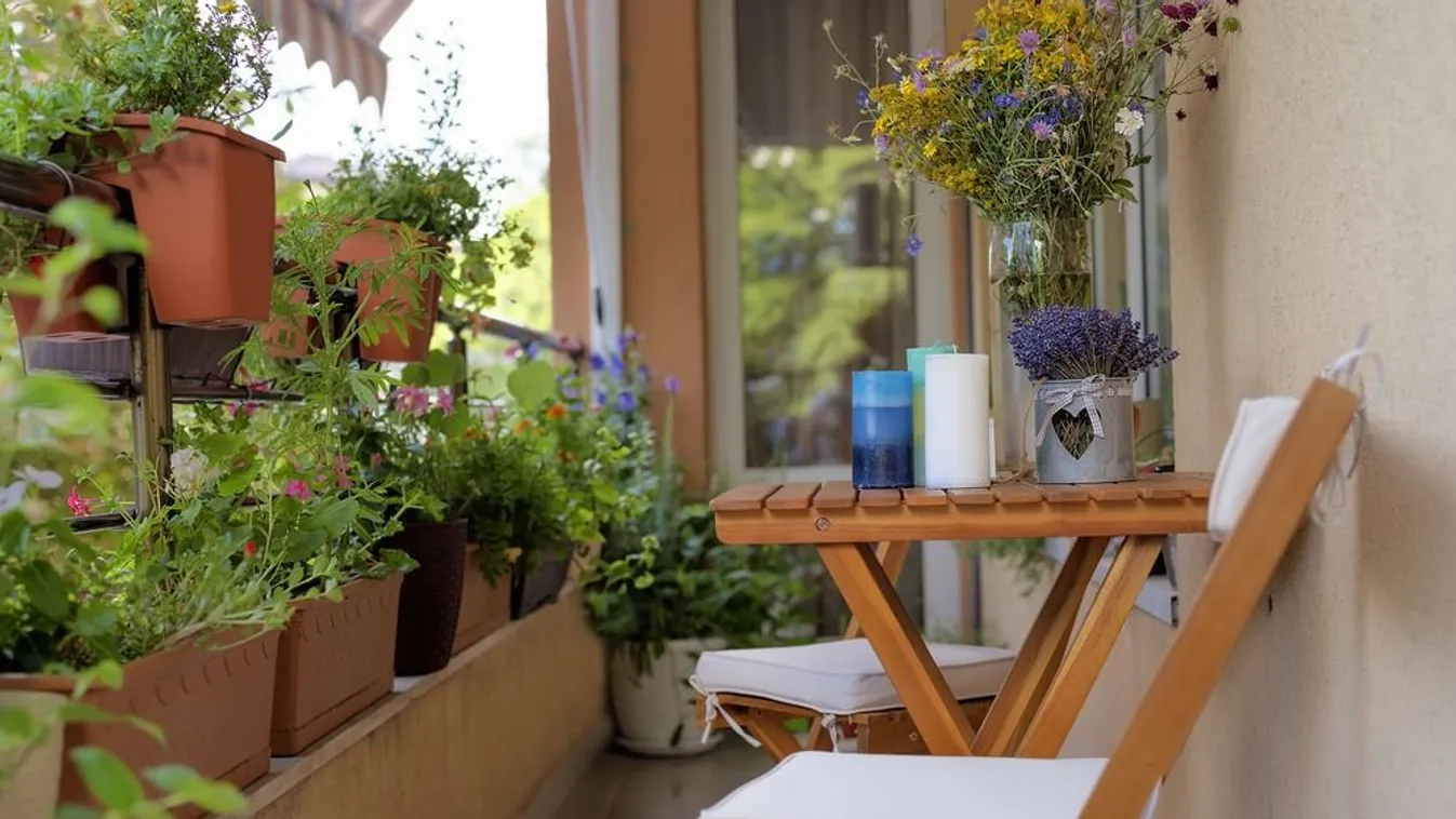 Mikor lehet kivinni a szabadba a teleltetett növényeket?