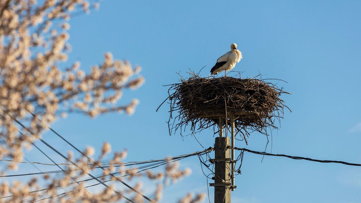 Tömegével pusztulnak a magyar gólyák, ez az oka