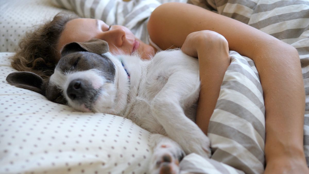 kutya, kutya az ágyban, kutyával alszik, kutyával alvás, Shutterstock 1591720534