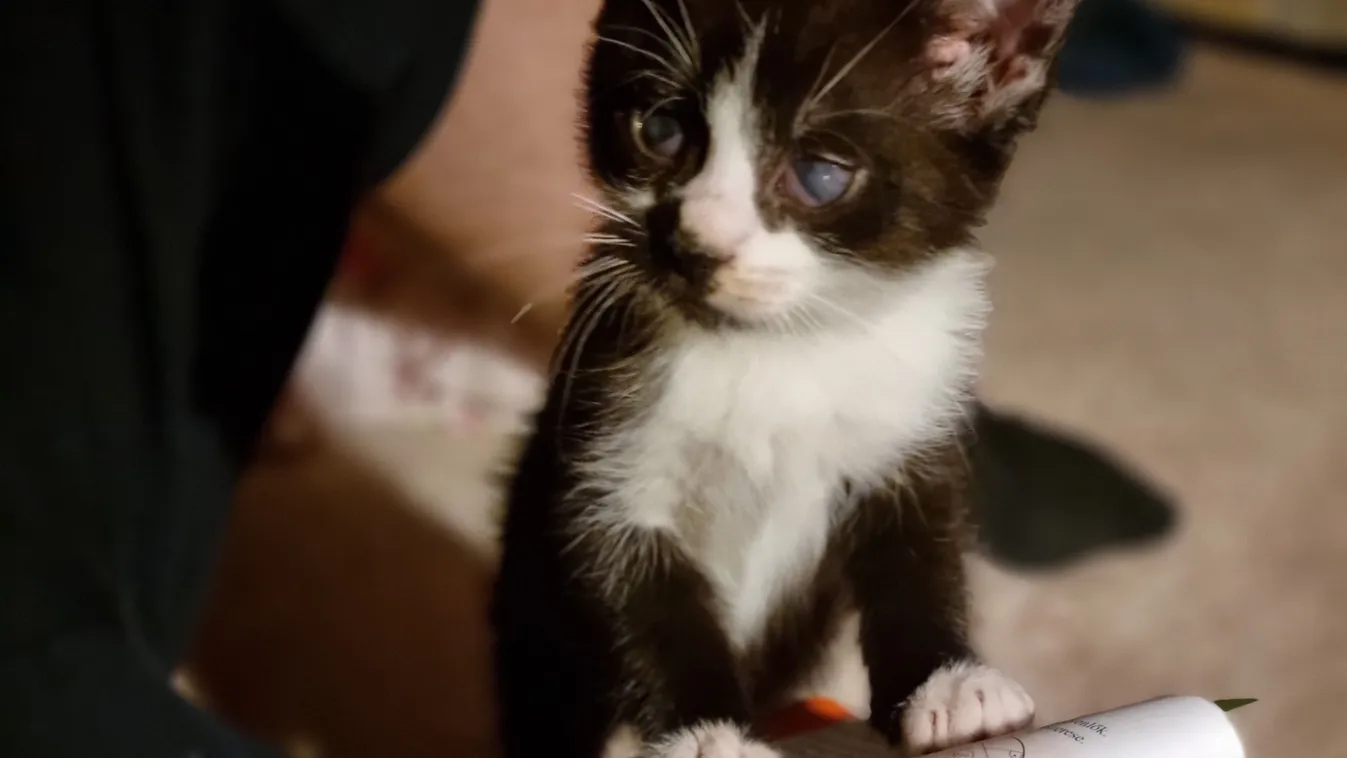 Látássérült cica segített felkészíteni Danit az érettségire