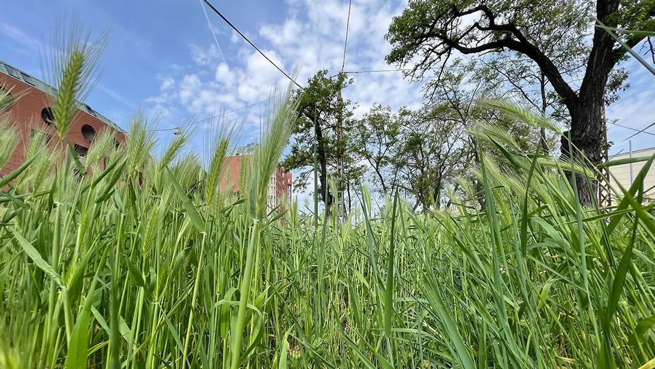  Lassan térdig ér a gaz az Orczy téren