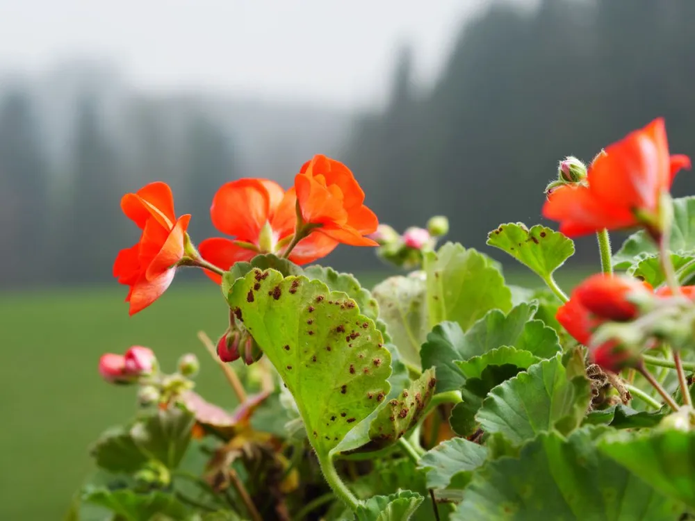 Infestation,Of,Puccinia,Pelargonii-zonalis;,Photo,Shows,Powdery,Pustules,On,Leaves