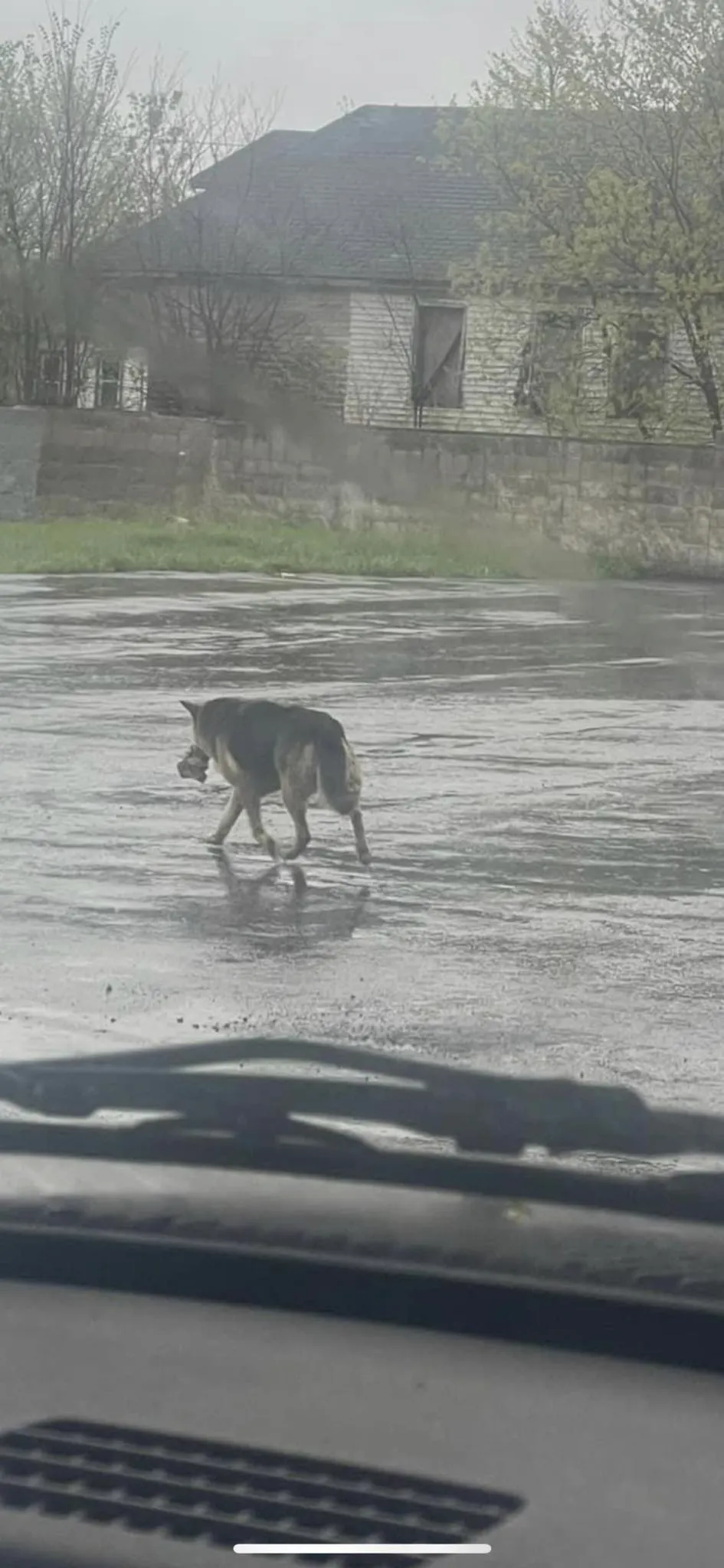 kutya plüssállat Nikki