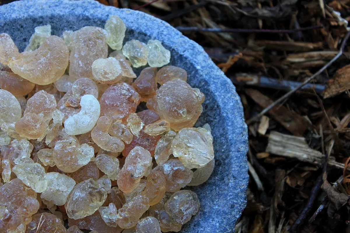 Arabic,Gum,Resin,(gummi,Arabicum),Incense,In,Tears,In,A